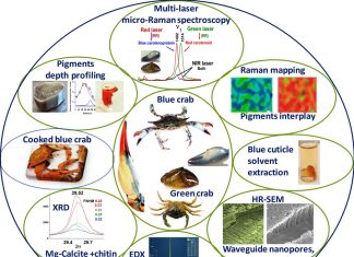 Znanstveni rad prof. dr. sc. Branka Glamuzine u časopisu Nature Scientific Reports