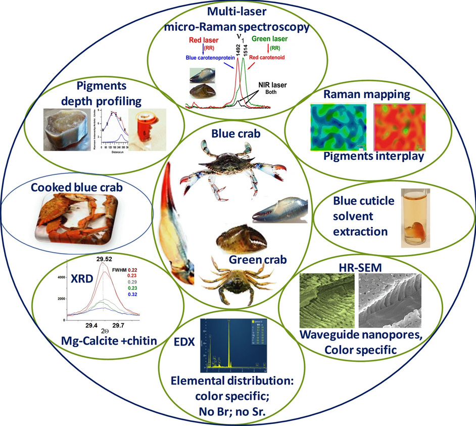 Color-specific-porosity-in-double-pigmented-natural-3d-nanoarchitectures-of-blue-crab-shell