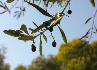 Predstavljena Studija postojećeg stanja maslinarstva i uljarstva u Dubrovačko-neretvanskoj županiji