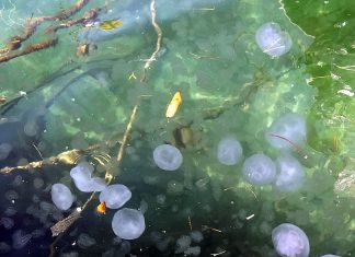 Na Institutu za more i priobalje opisali novu vrstu meduze