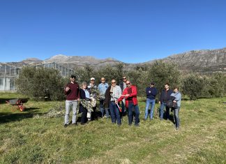 Radionica orezivanja maslina za djelatnike Sveučilišta (FOTO)