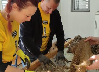 Izvađeni kolektori za prihvat mlađi ugrožene plemenite periske