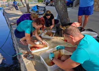 Projekt Očuvanje plemenite periske (Pinna nobilis) u Jadranskom moru