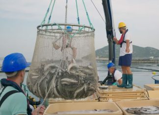 Cromaris testimonials – Alen Bajnoci