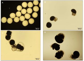 Objavljen znanstveni rad o utjecaju zakiseljavanja mora na razvoj morskih organizama