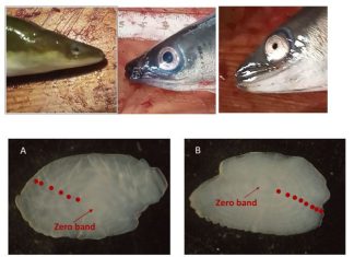 Znanstvenici Sveučilišta u Dubrovniku objavili rad o populaciji europske jegulje u Q1 časopisu Fishes